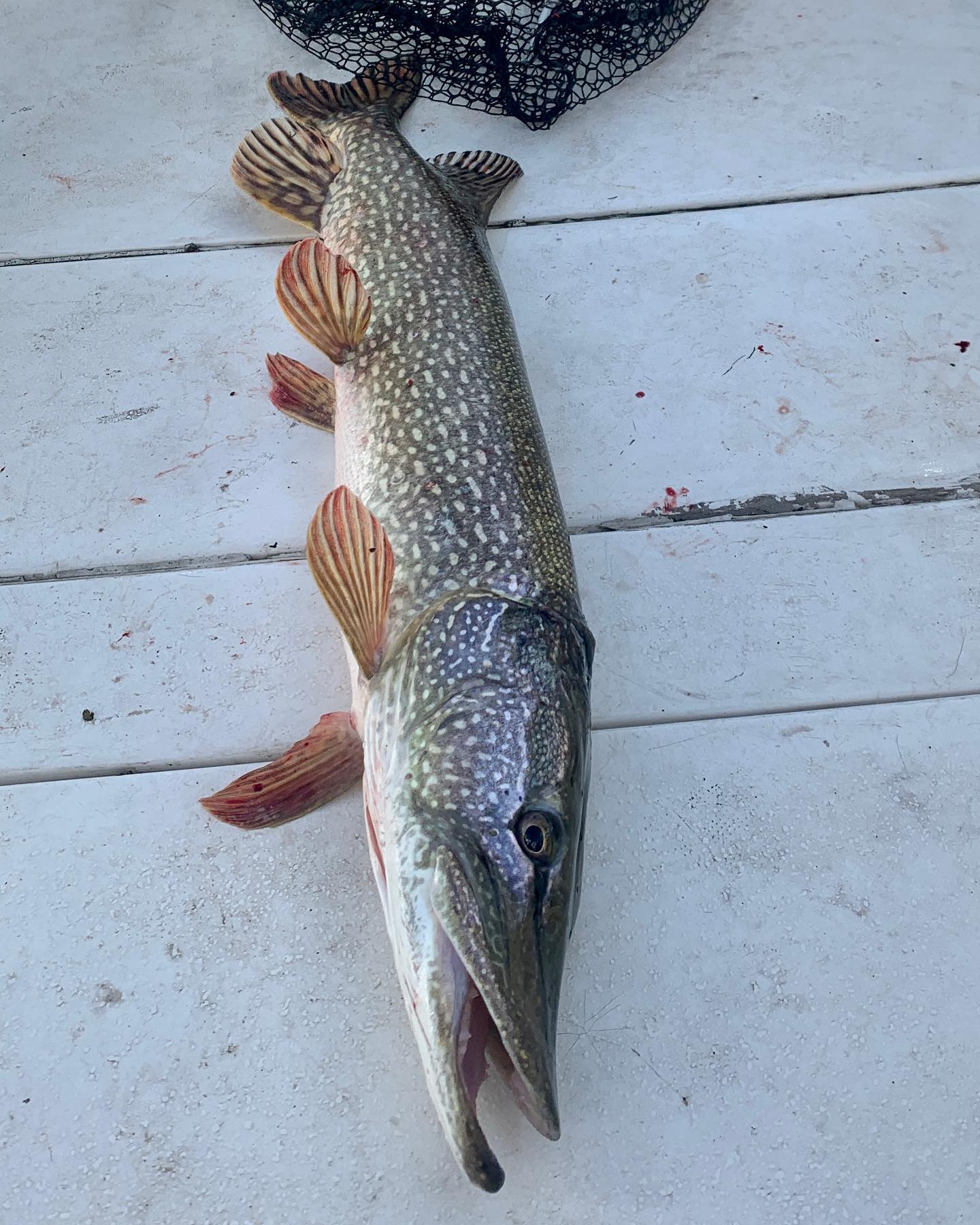 A Northern Pike fish caught in Bay City
