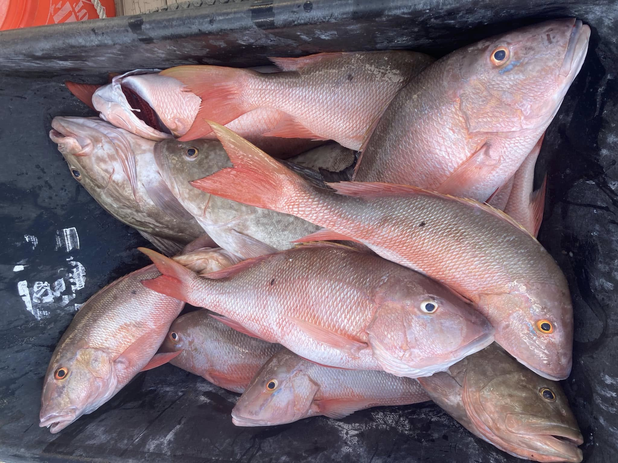 Fresh caught mutton snapper fish in cooler from Little Torch Key FL fishing trip