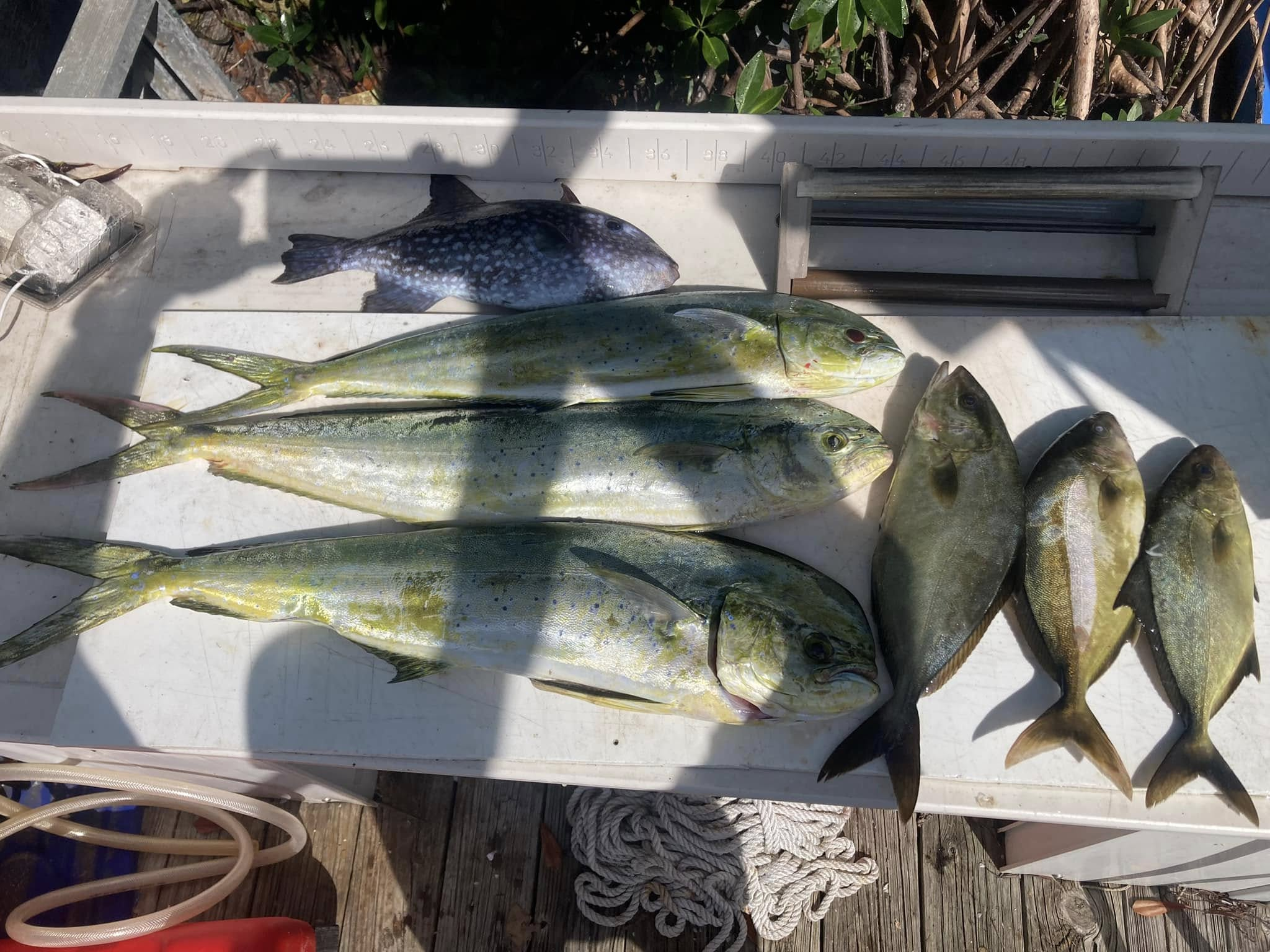 Fresh caught mahi mahi, grey triggerfish, and longfin yellowtail laid out on boat deck in Little Torch Key FL