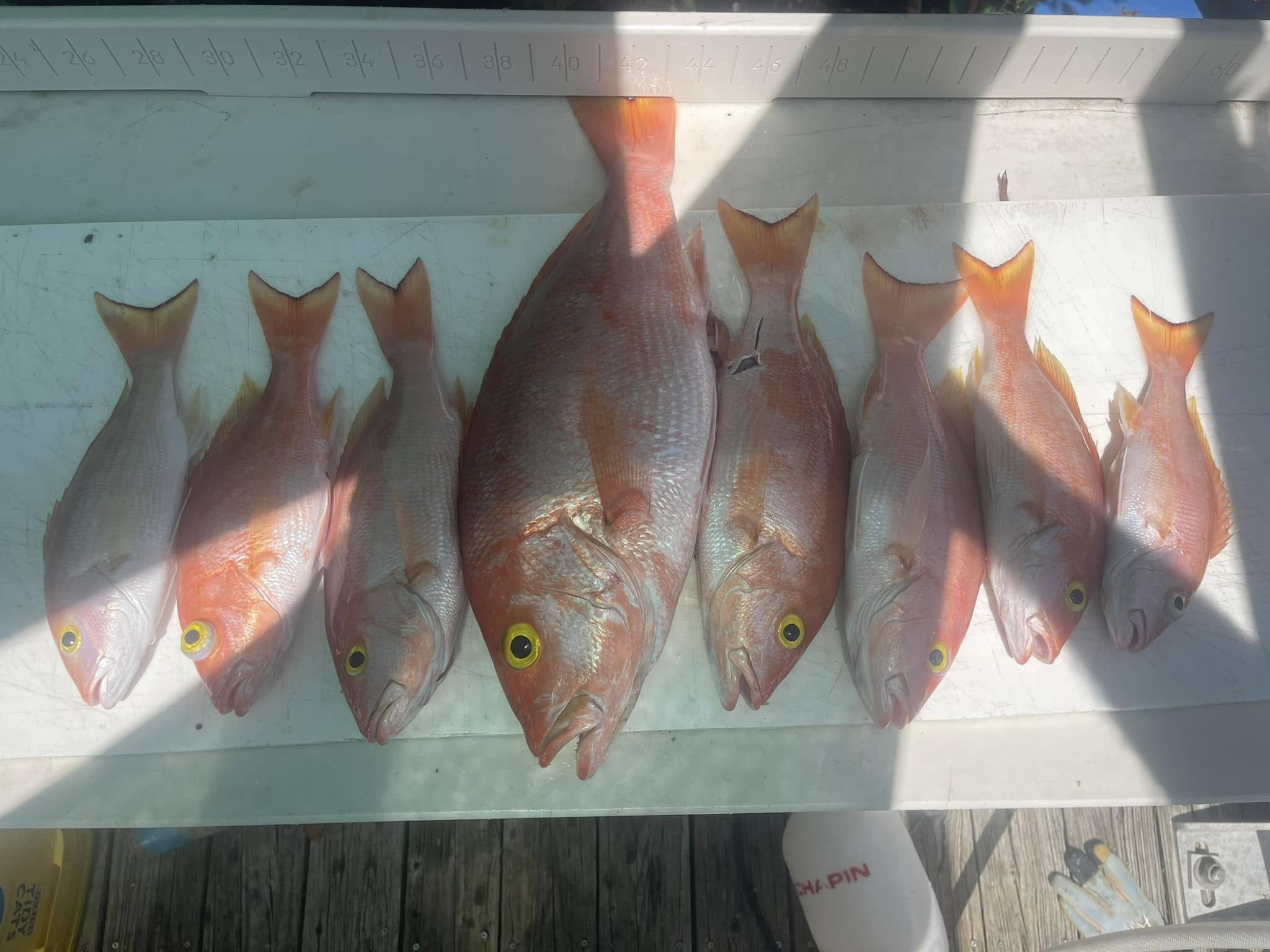 Fresh caught silk snapper fish lined up on boat deck in Little Torch Key FL