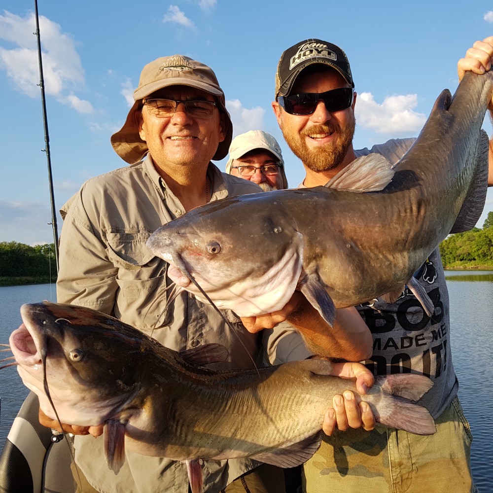 Two blue catfish and channel catfish caught while fishing in MB