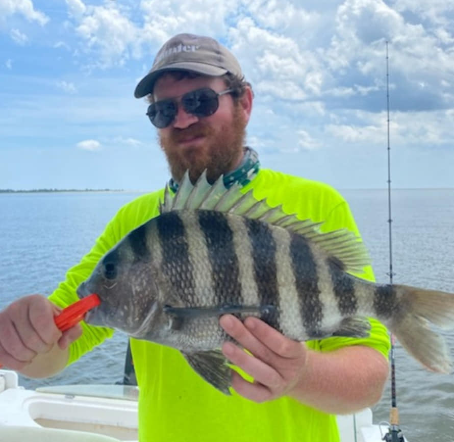 Sheepshead fish caught by angler in GA