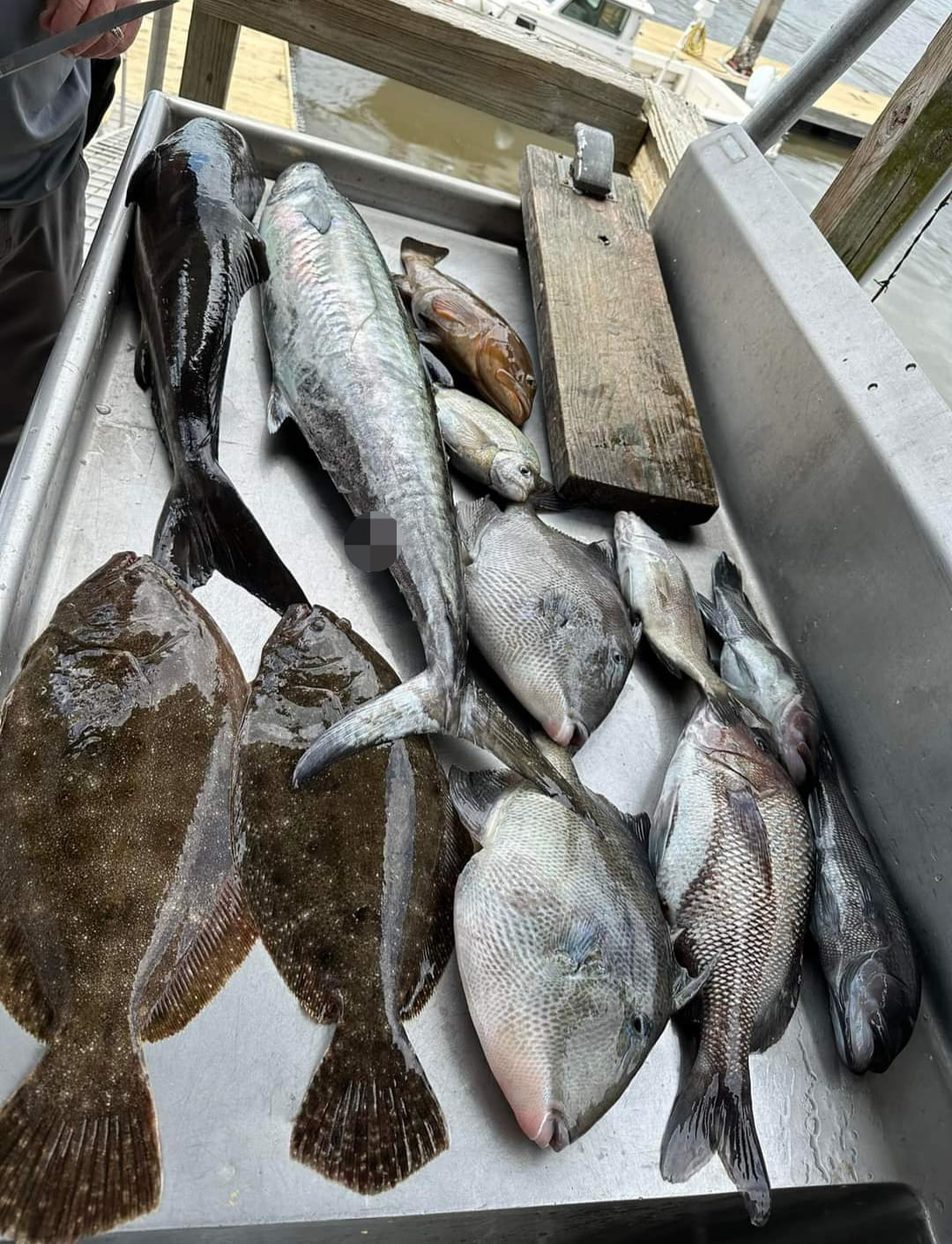 7 Southern Flounder, King Mackerel, and Grey Triggerfish caught in GA