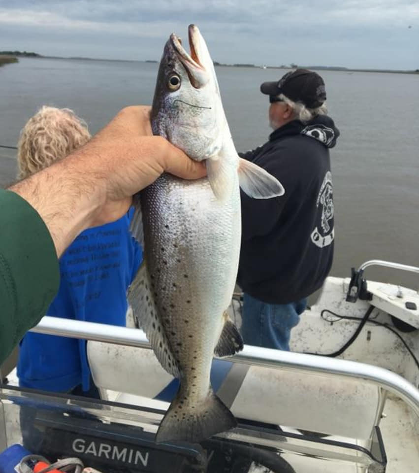 Spotted Weakfish caught while fishing at Midway