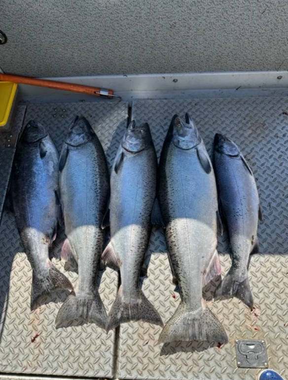 5 Coho Salmon and Rainbow Trout fish caught in West Vancouver