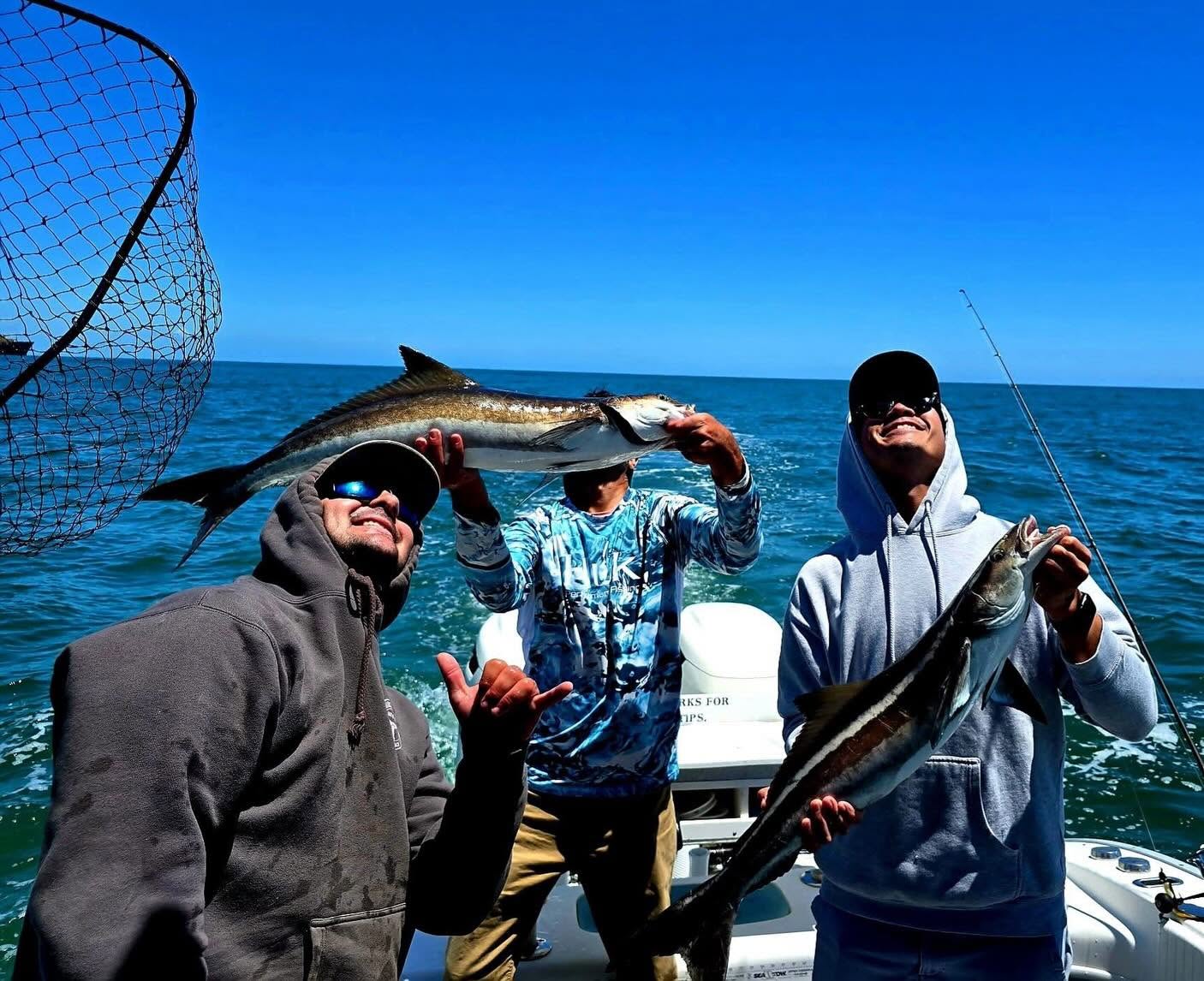 Fresh caught cobia displayed on fishing boat in Norfolk VA waters
