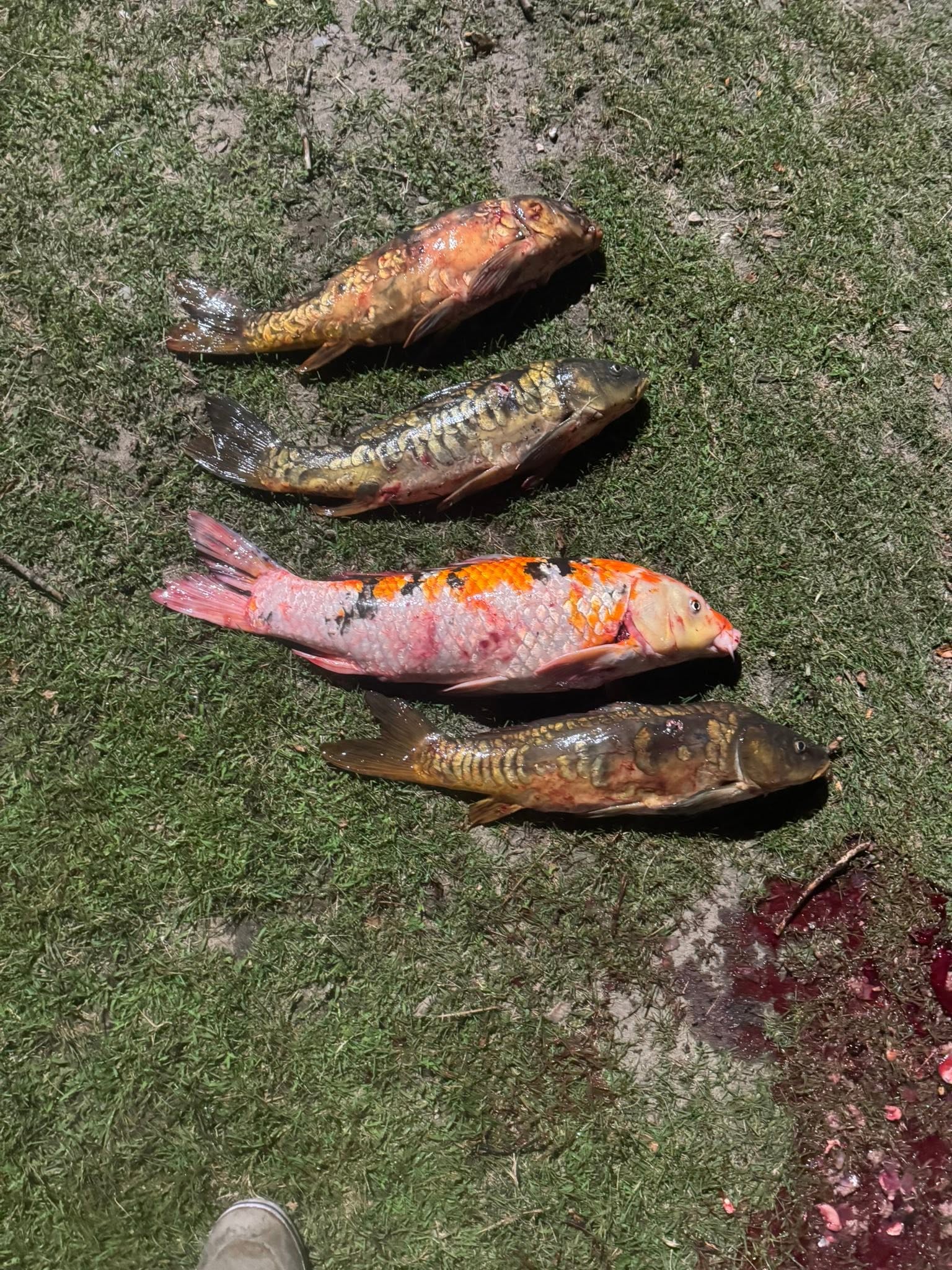 Four freshly caught fish laid out on grass in Delavan Wisconsin showing successful fishing trip