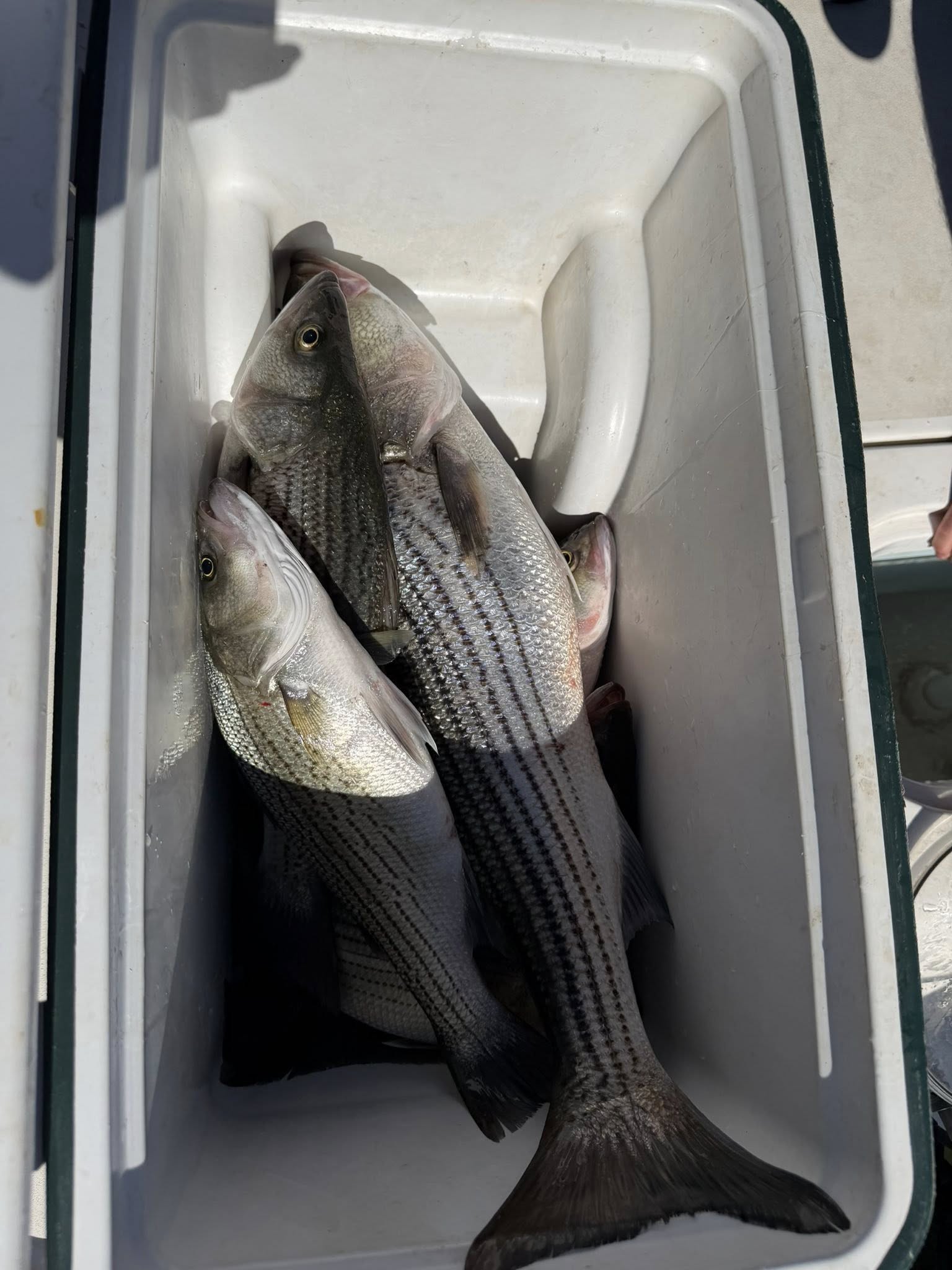 Two striped bass caught in Townville SC displayed in white cooler
