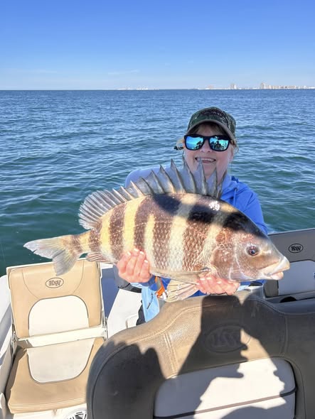 Sheepshead fish caught while fishing in Pensacola FL waters