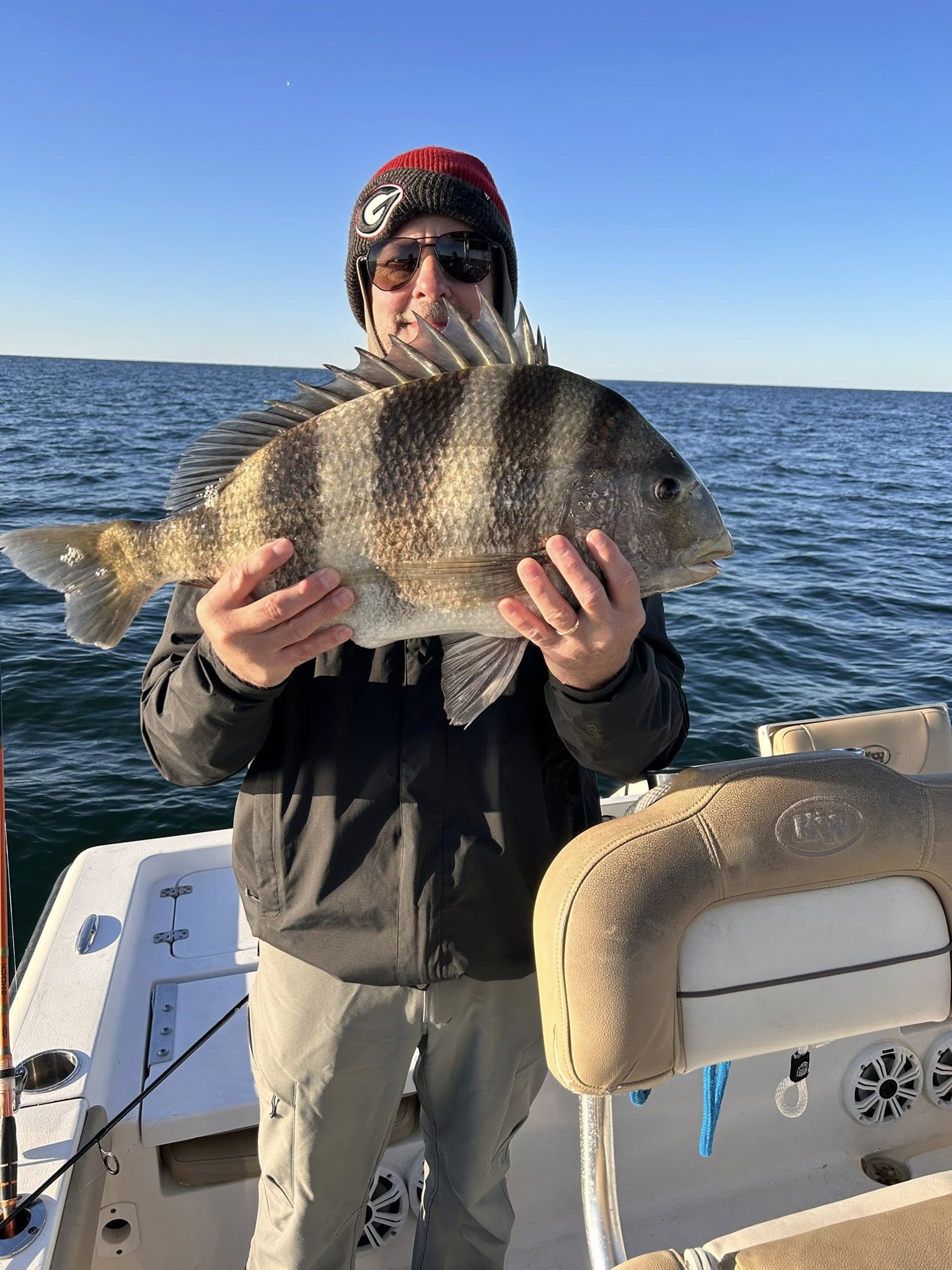 Freshly caught sheepshead fish being displayed on fishing boat in Pensacola FL waters