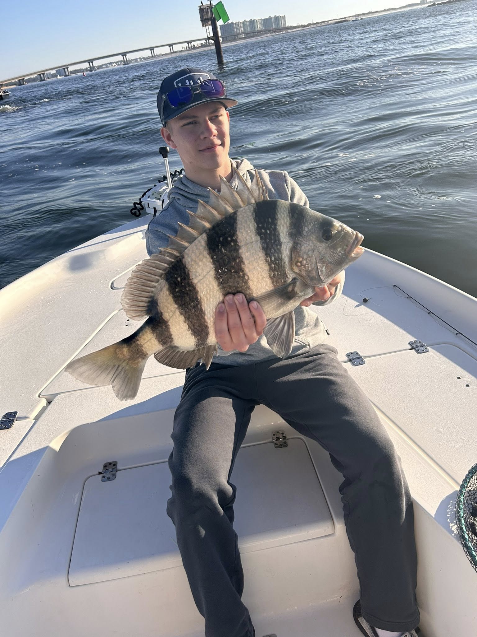 Freshly caught sheepshead fish displayed on fishing boat in Pensacola FL waters