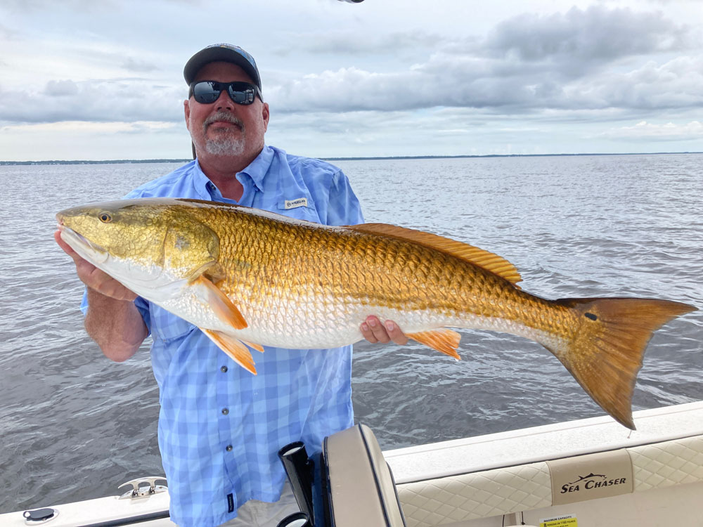 Large bull redfish caught during Pamlico Sound charter in North Carolina waters
