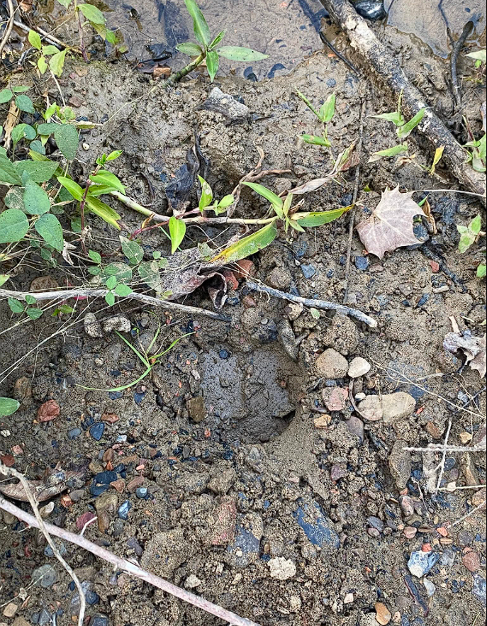 Animal tracks and signs in muddy soil ground in Hallettsville TX hunting area