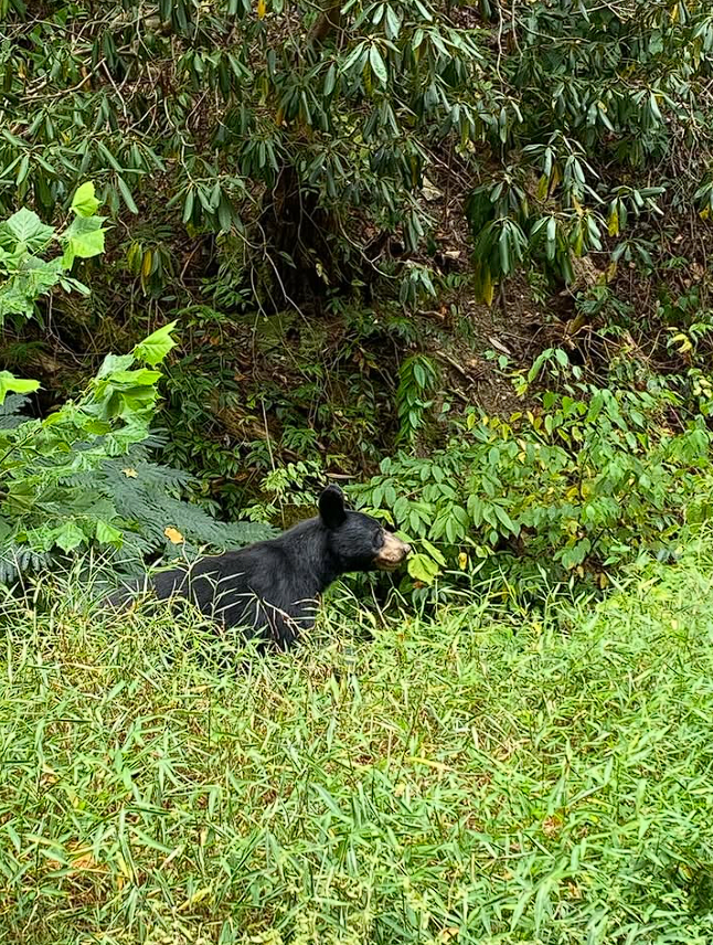 Black bear foraging in dense forest vegetation near Hallettsville TX