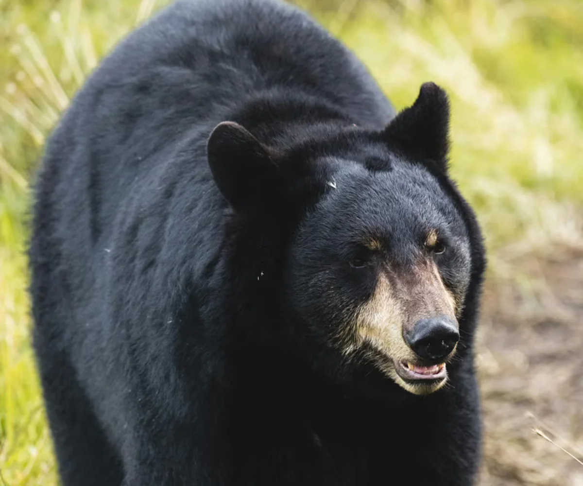 Black bear in natural outdoor environment in Hallettsville TX
