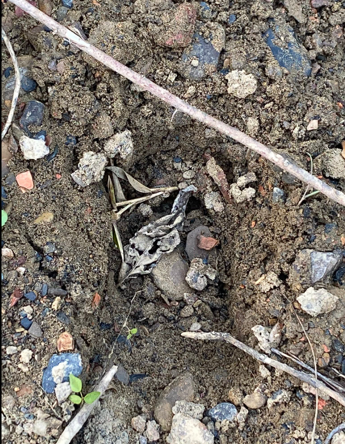 Small frog camouflaged among rocks and debris on ground in Hallettsville TX hunting area