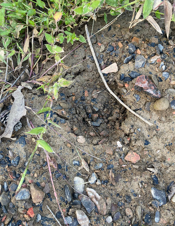 Rocky ground with scattered stones, vegetation, and thin branch in Hallettsville TX hunting area