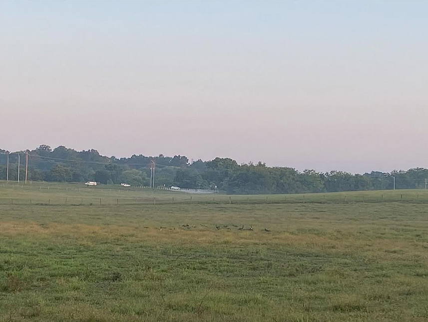 Open grassland hunting field in Hallettsville Texas with trees and power lines in background