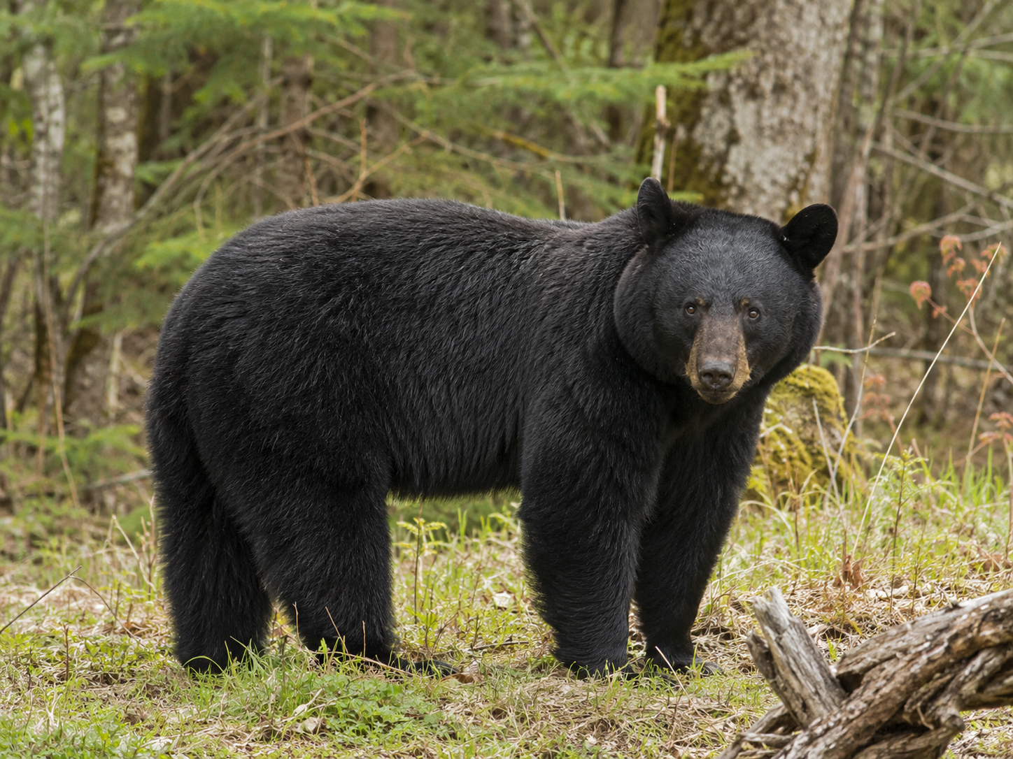 Guided black bear hunting in East Tennessee mountains for 2 adult hunters over 3 days