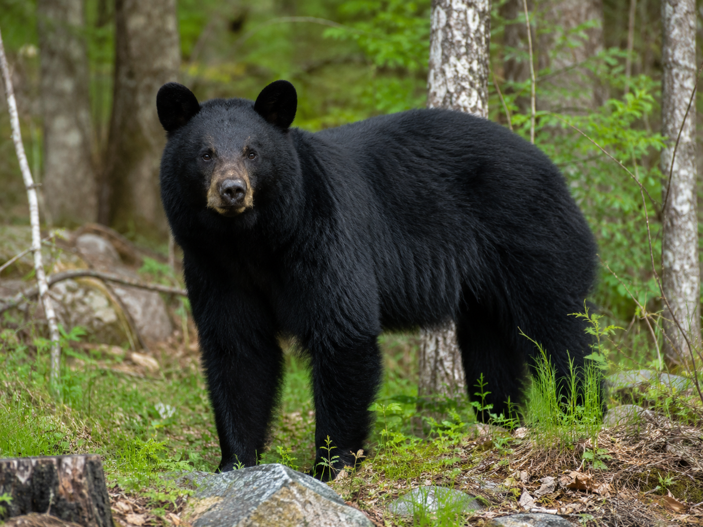 Tennessee black bear hunting guide with rifle in mountain forest during fall season
