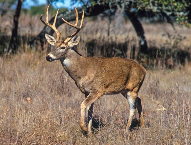 Tennessee whitetail deer hunting in Knoxville with guide and hunter in scenic woodland setting