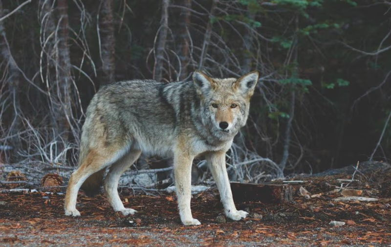 Texas hog hunting and coyote hunts near Hallettsville with guided day and night hunting trips