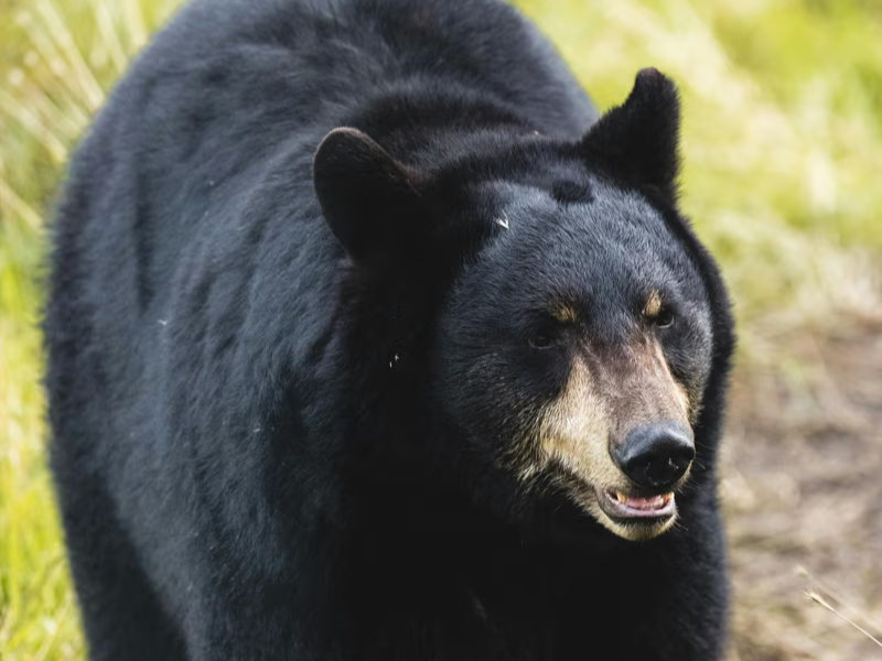 Two hunters with rifles tracking black bears through East Tennessee mountain forest terrain