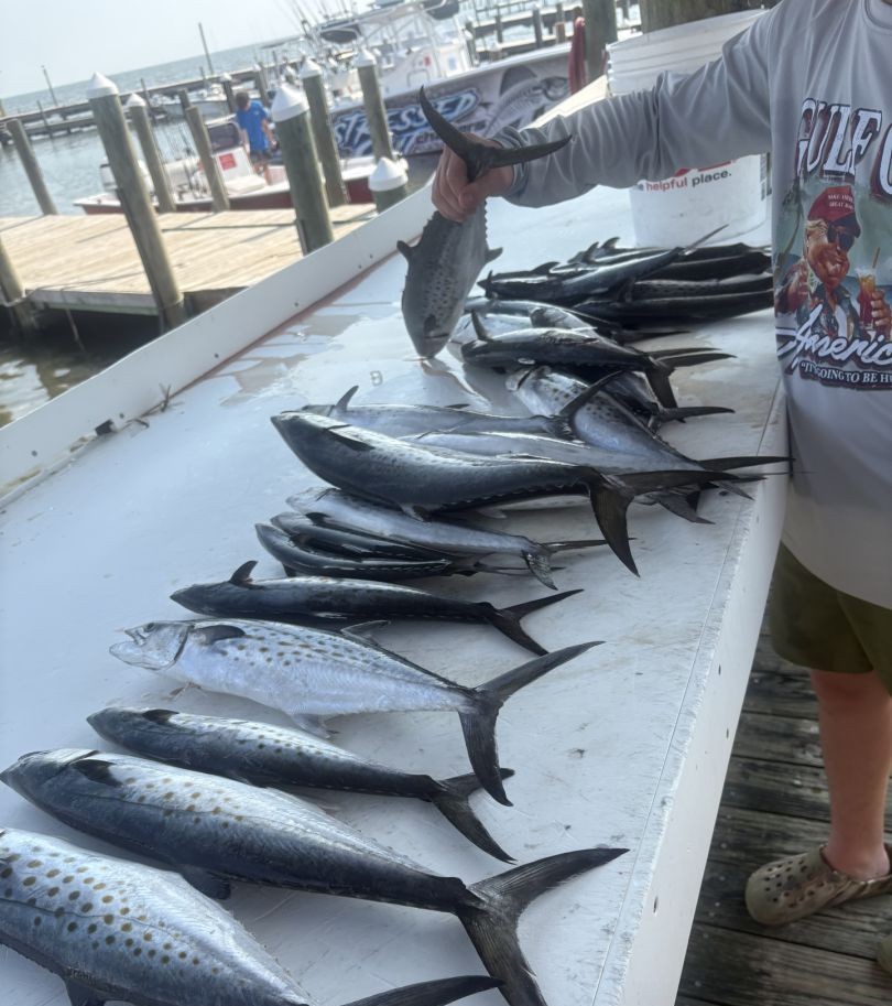 4 Spanish Mackerel caught while fishing in Gulf Shores