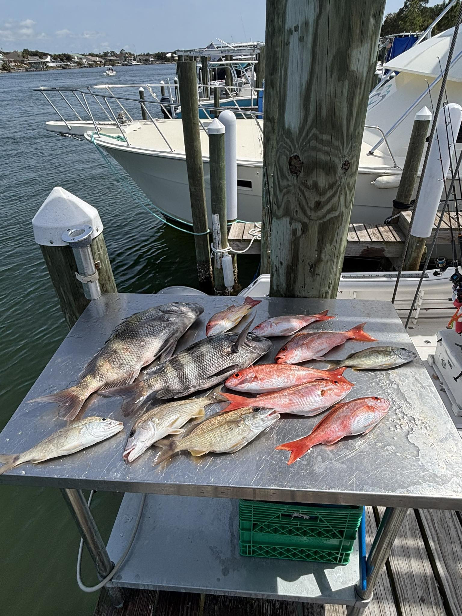 Five black drum fish caught while fishing in Florida