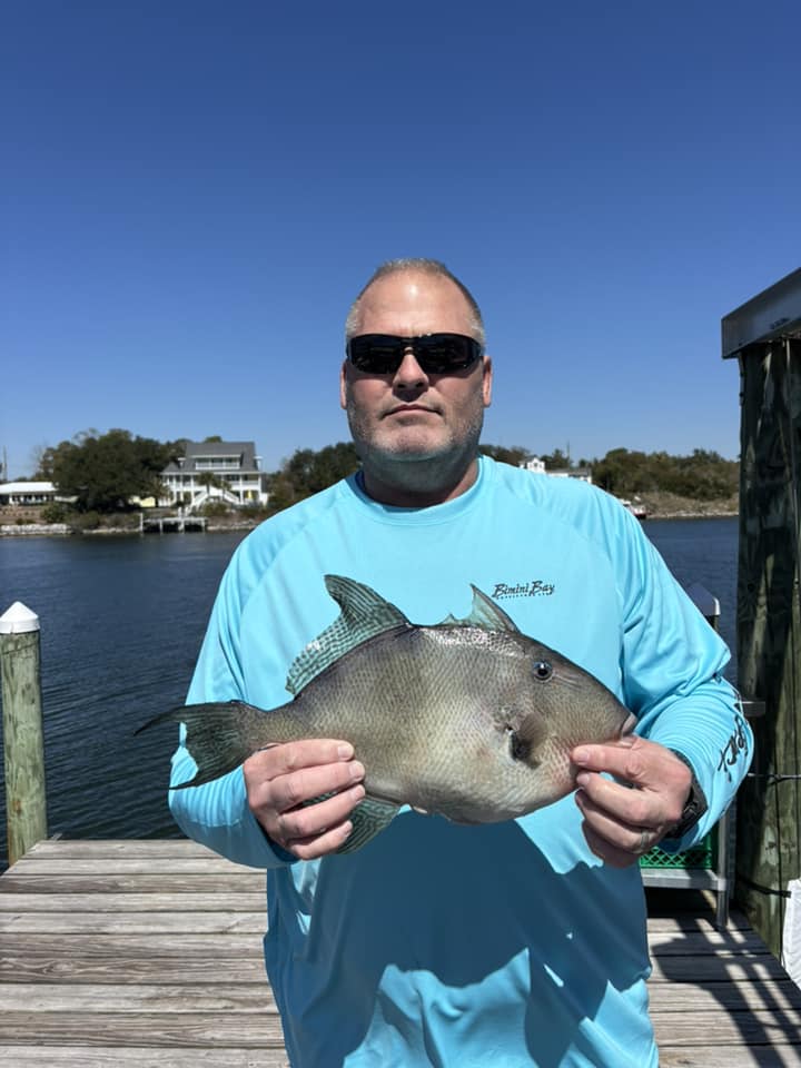 Grey triggerfish caught while fishing in Pensacola
