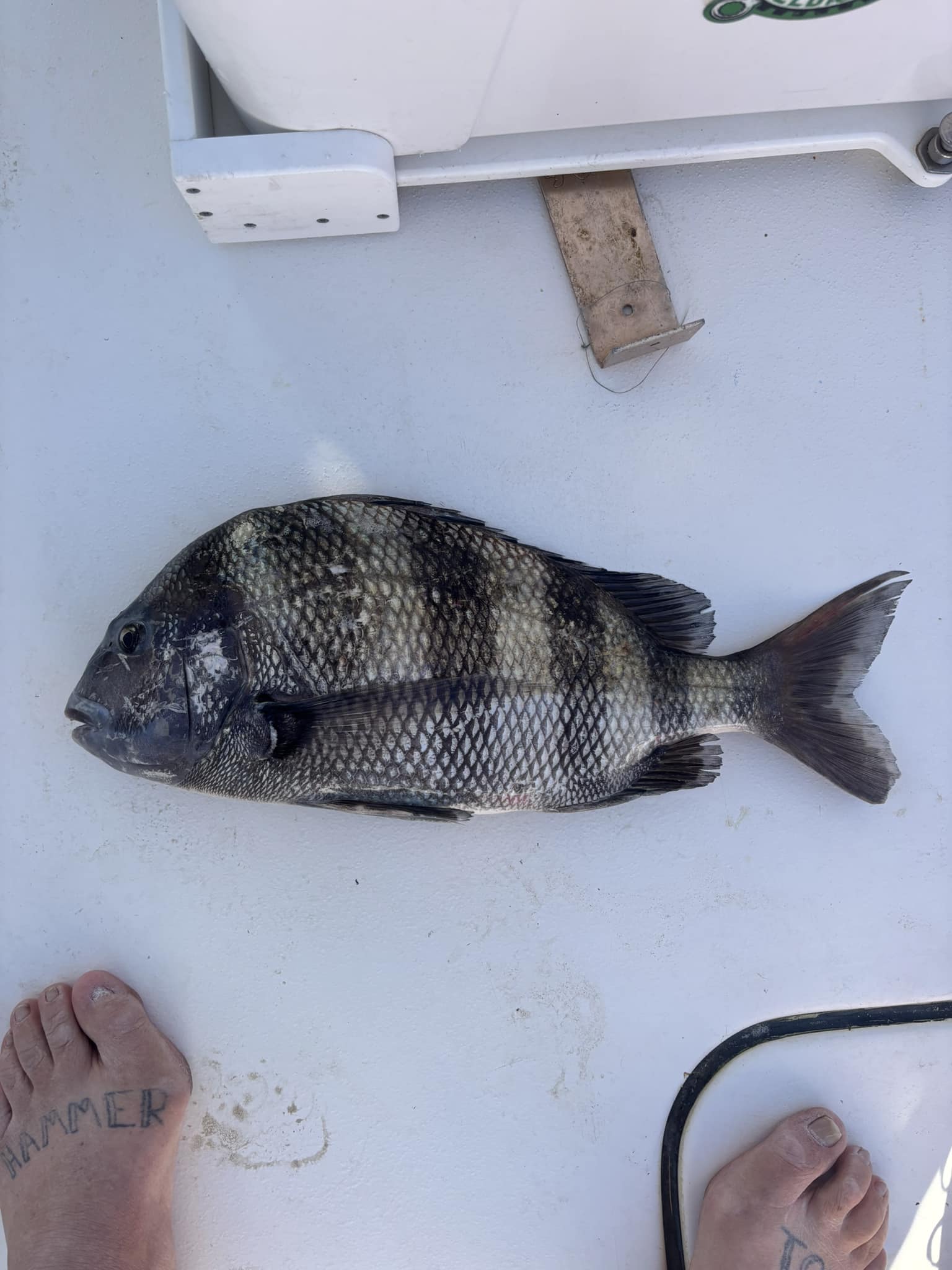 Sheepshead fish caught in Pensacola