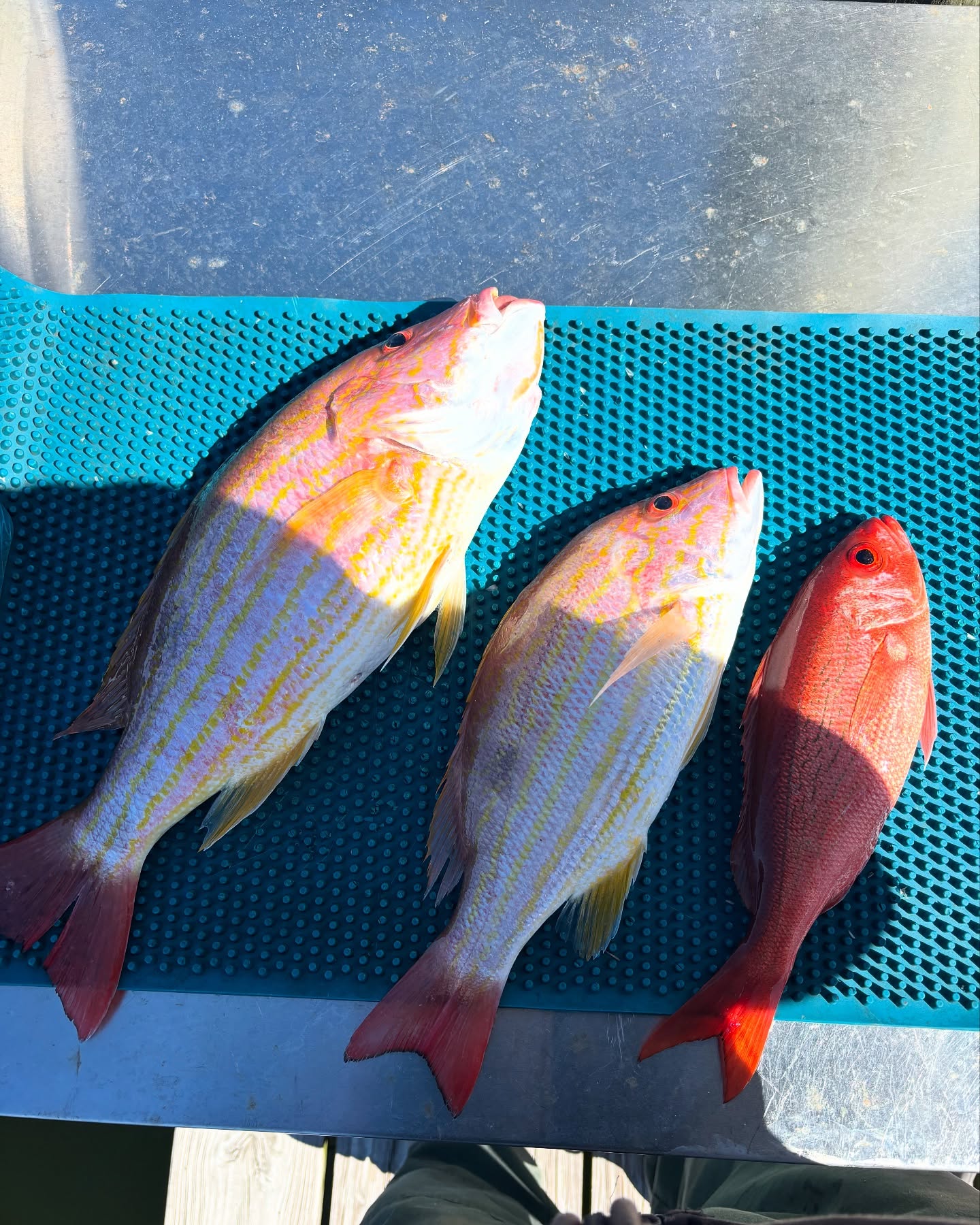 3 white grunt fish in the water with FL location