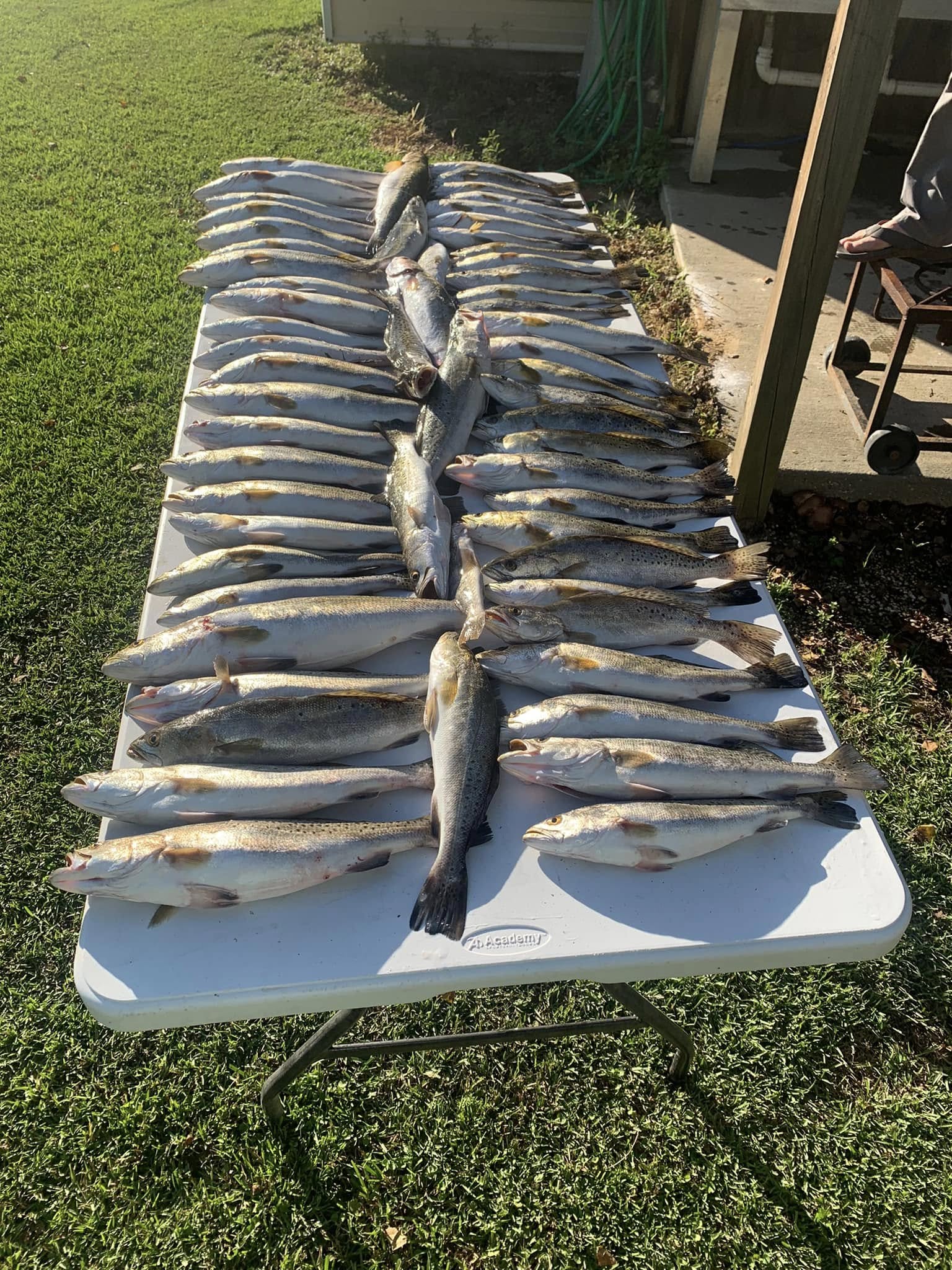 Large catch of speckled trout displayed on white cleaning table in St Bernard Louisiana