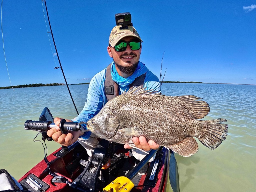 Tripletail fish caught in FL