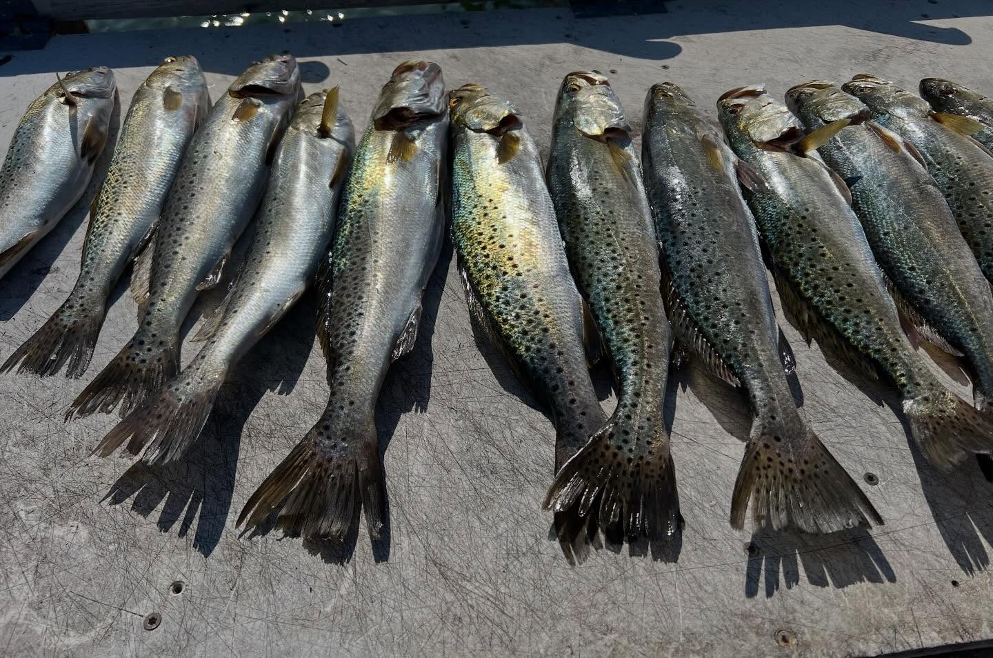 Multiple speckled trout laid out on boat deck after fishing trip in Freeport FL
