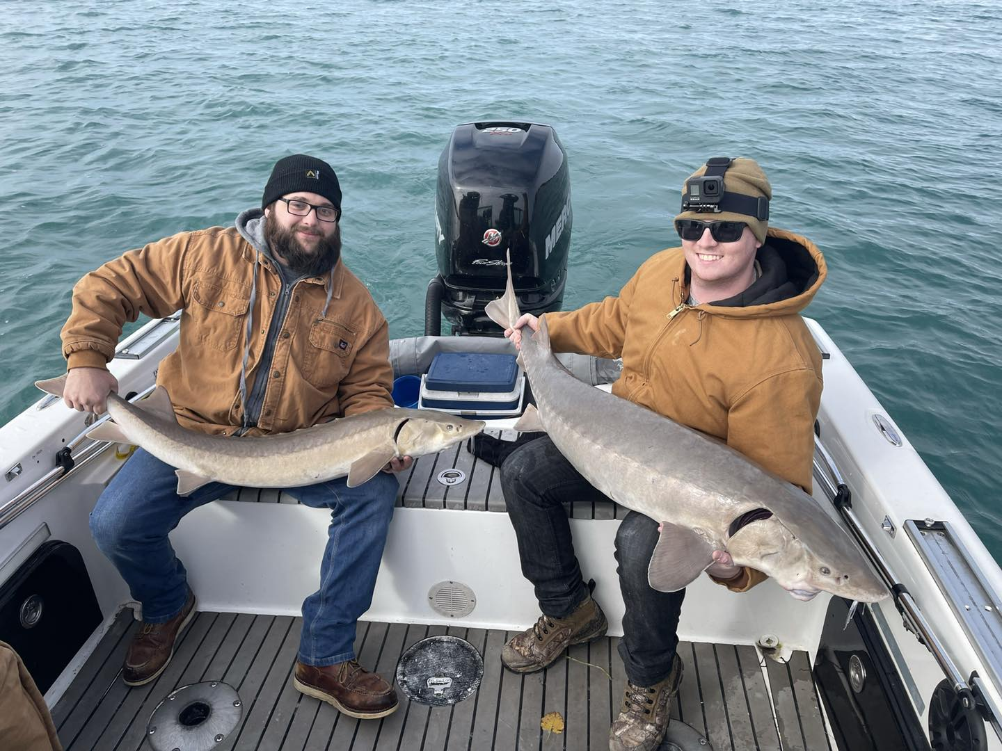 Two white sturgeon, 29 inches long, caught while fishing in MI