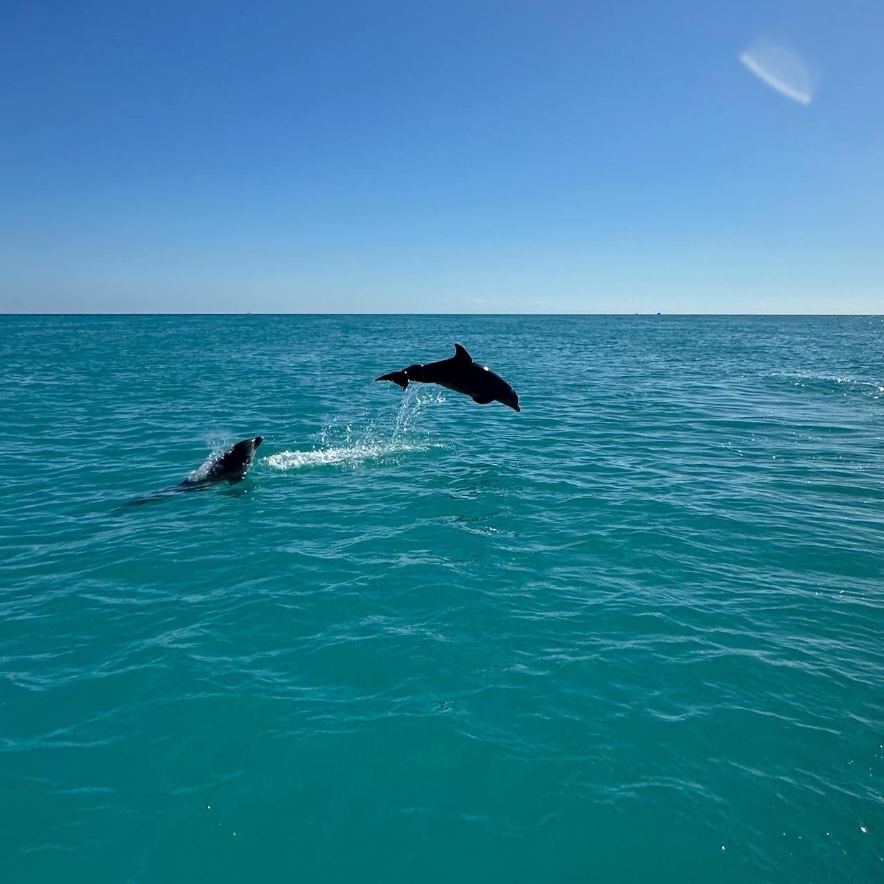 Key West dolphin watching boat tour with Captain Malcolm, scenic Florida Keys sightseeing trip