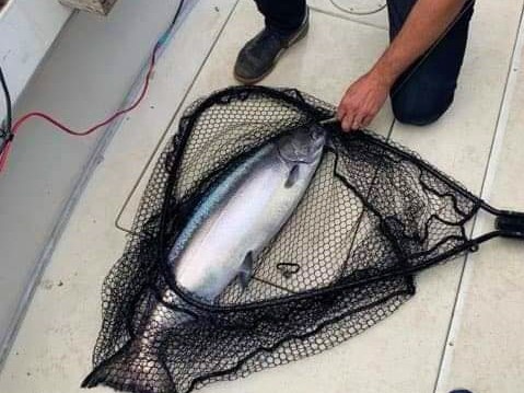 Single fish caught in MI