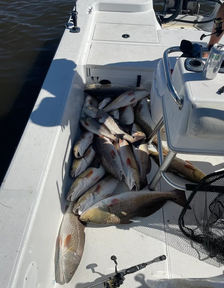 Two redfish caught during a fishing trip in St Bernard