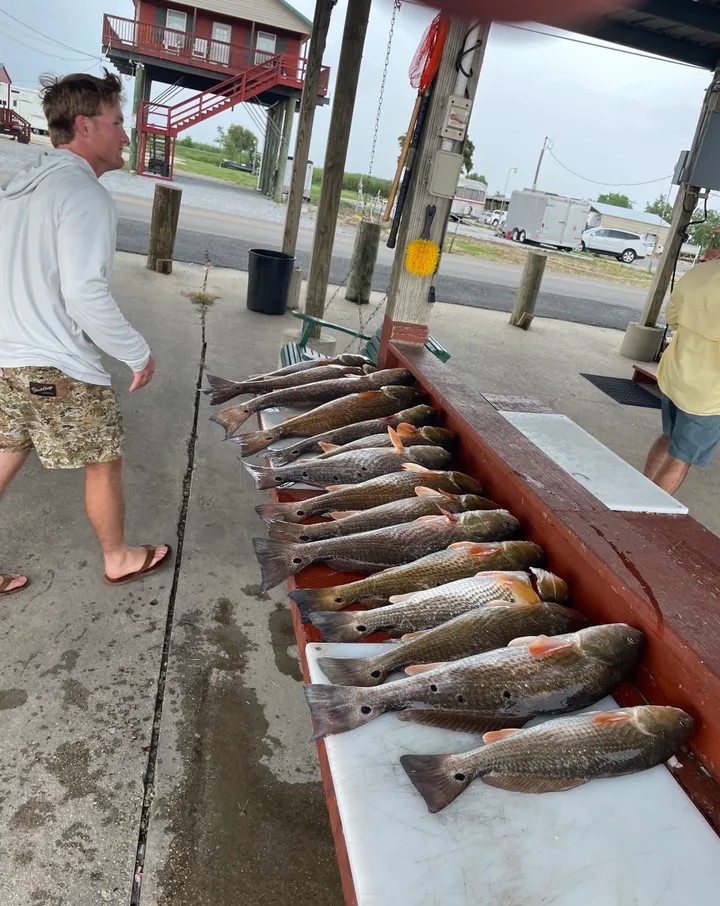 Redfish, 36-inch, caught fishing in LA