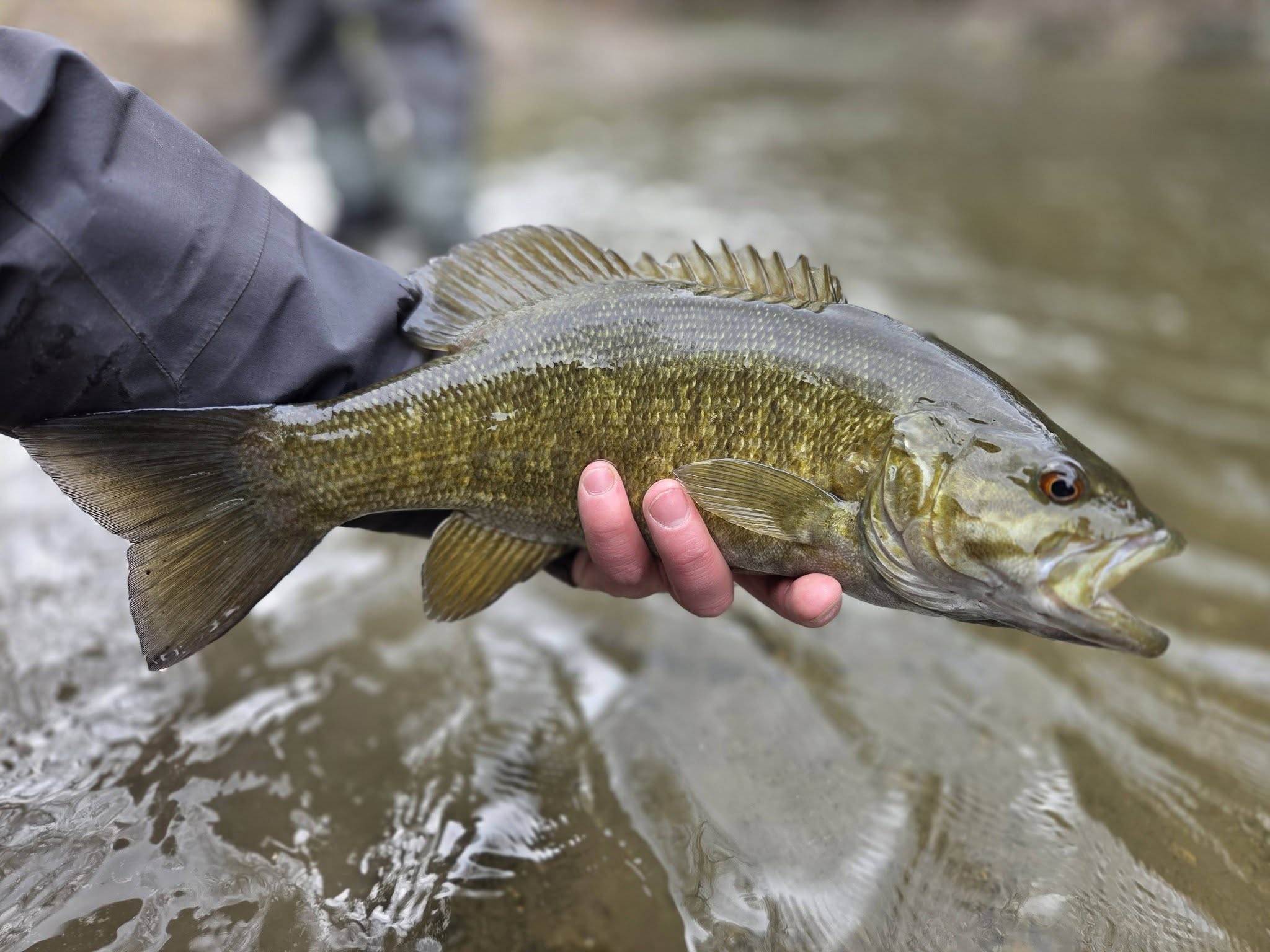 Smallmouth bass being held over water in Angola NY