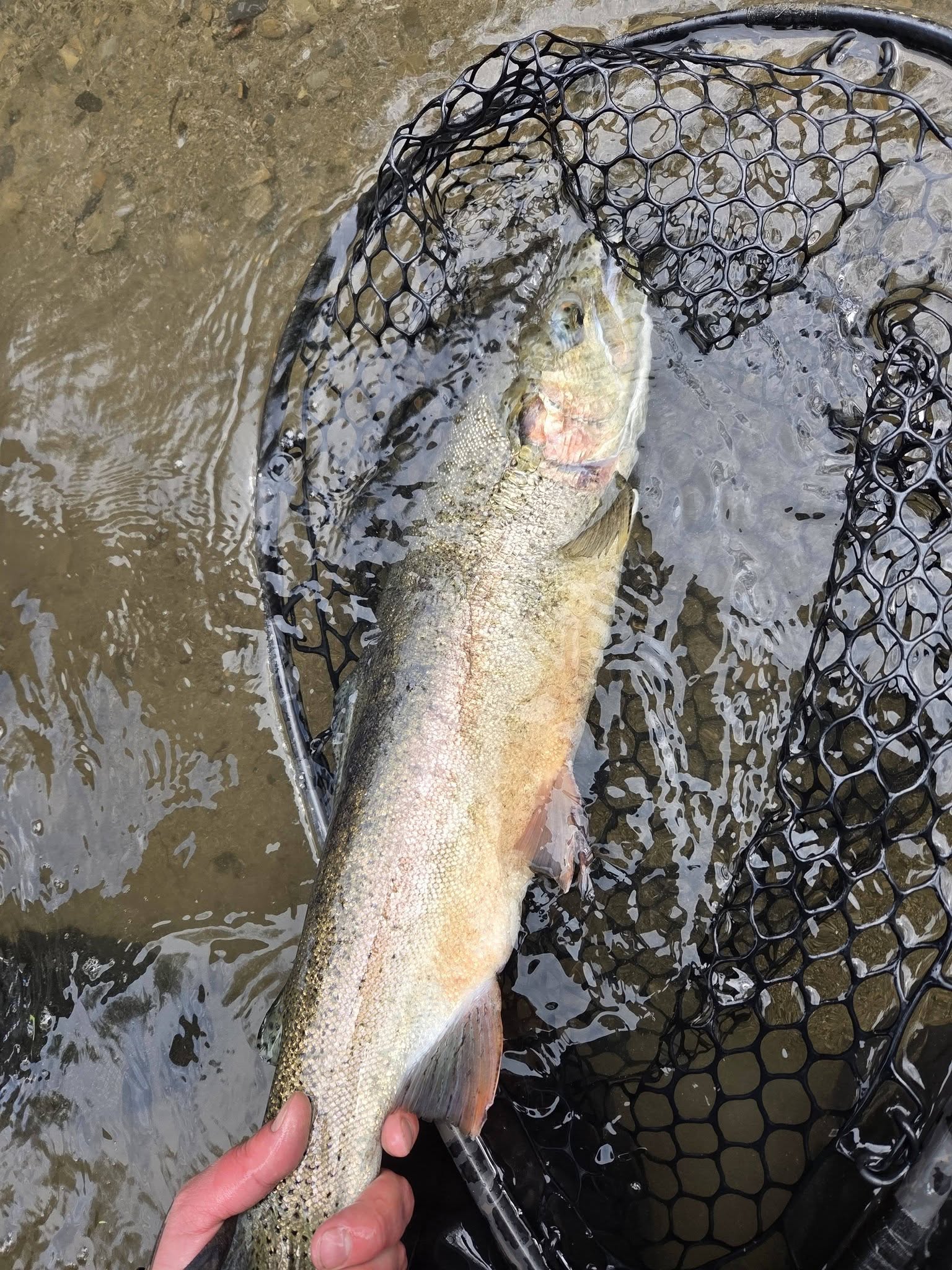 Large steelhead trout held in fishing net in shallow water in Angola NY
