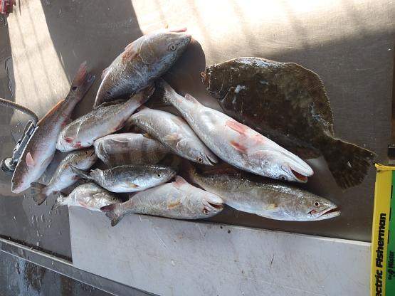7 fish caught in TX