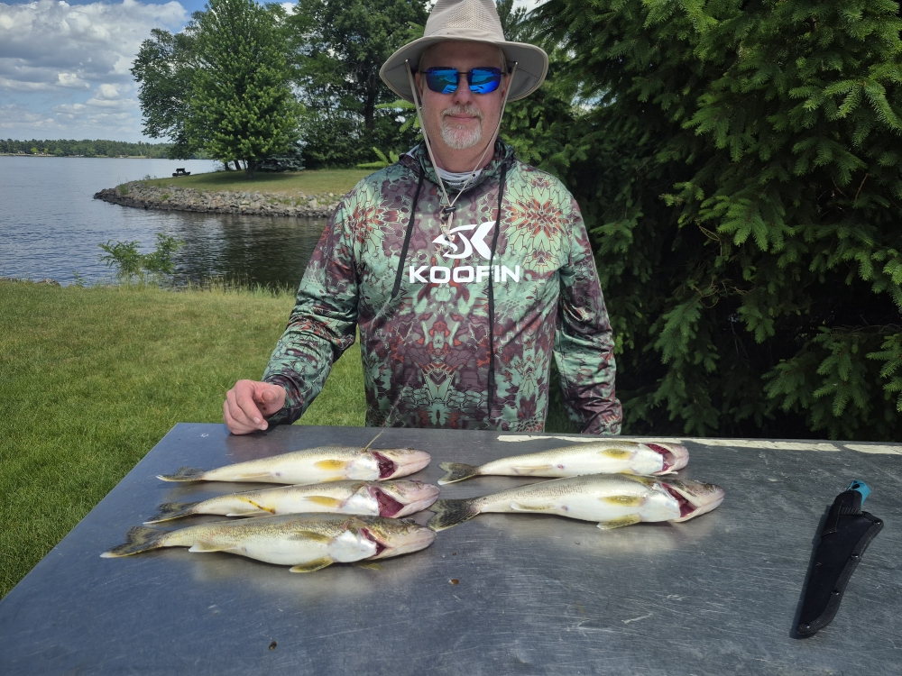 Fresh caught walleye displayed on cleaning table near lake in Wisconsin Rapids WI