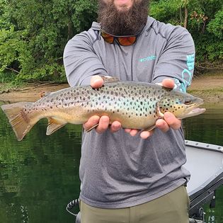 A sea trout swimming in a river in Branson