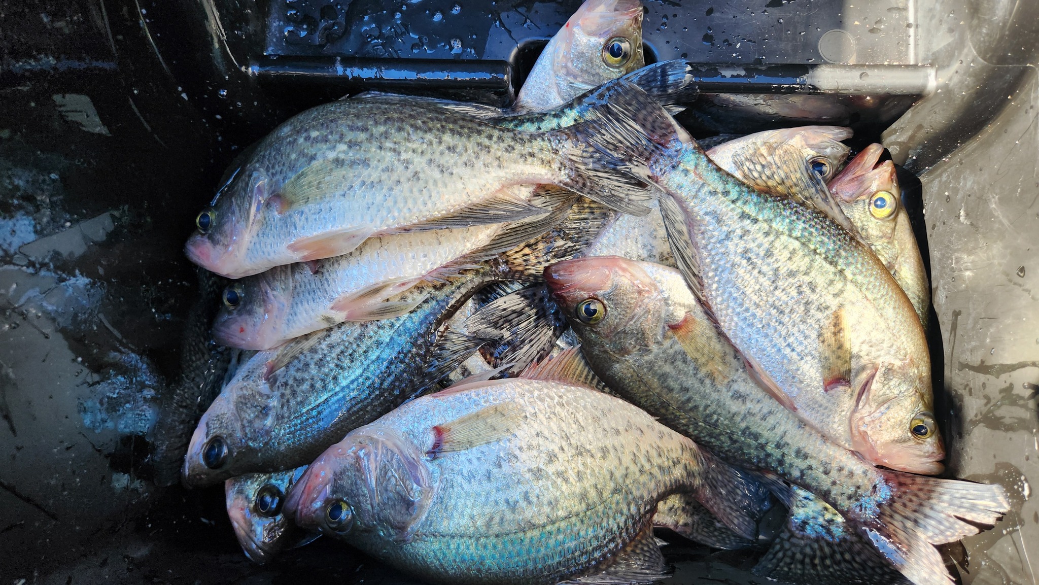 4 crappie caught in King George