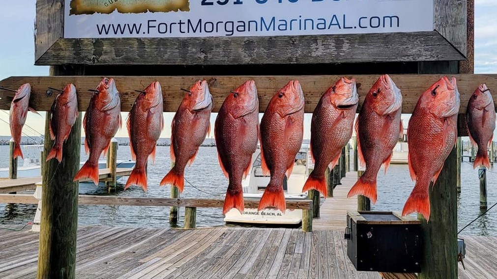 10 fish caught in AL