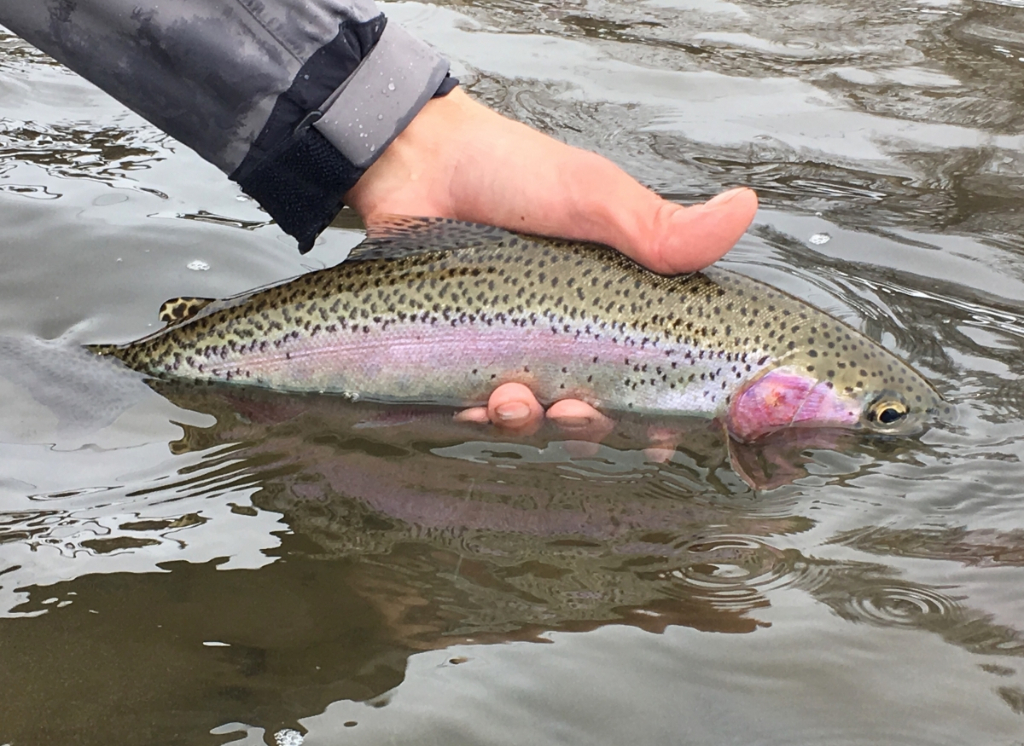 Photograph of a rainbow trout caught while fishing in WA