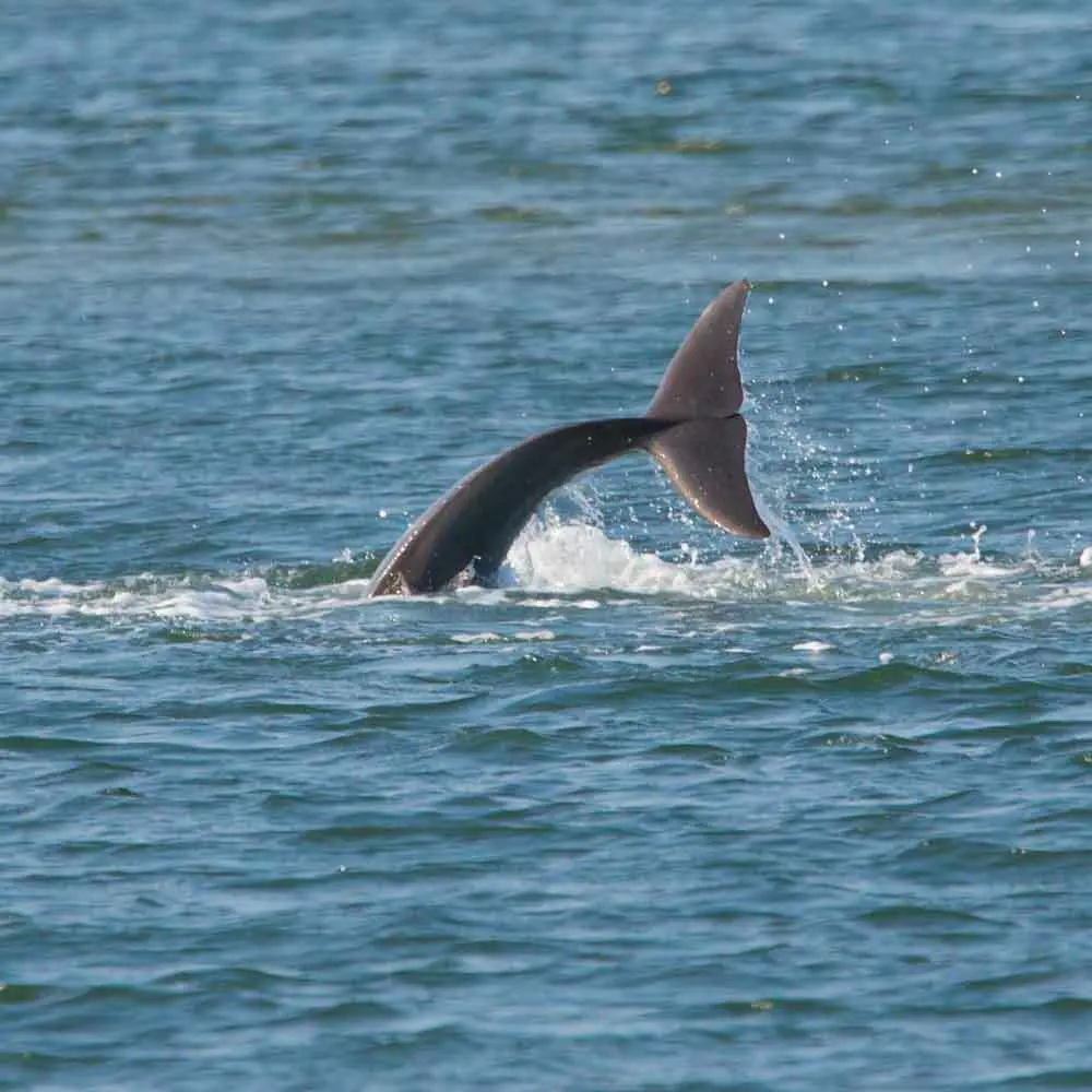 Virginia Beach dolphin cruise boat on Chesapeake Bay with dolphins jumping near coastline
