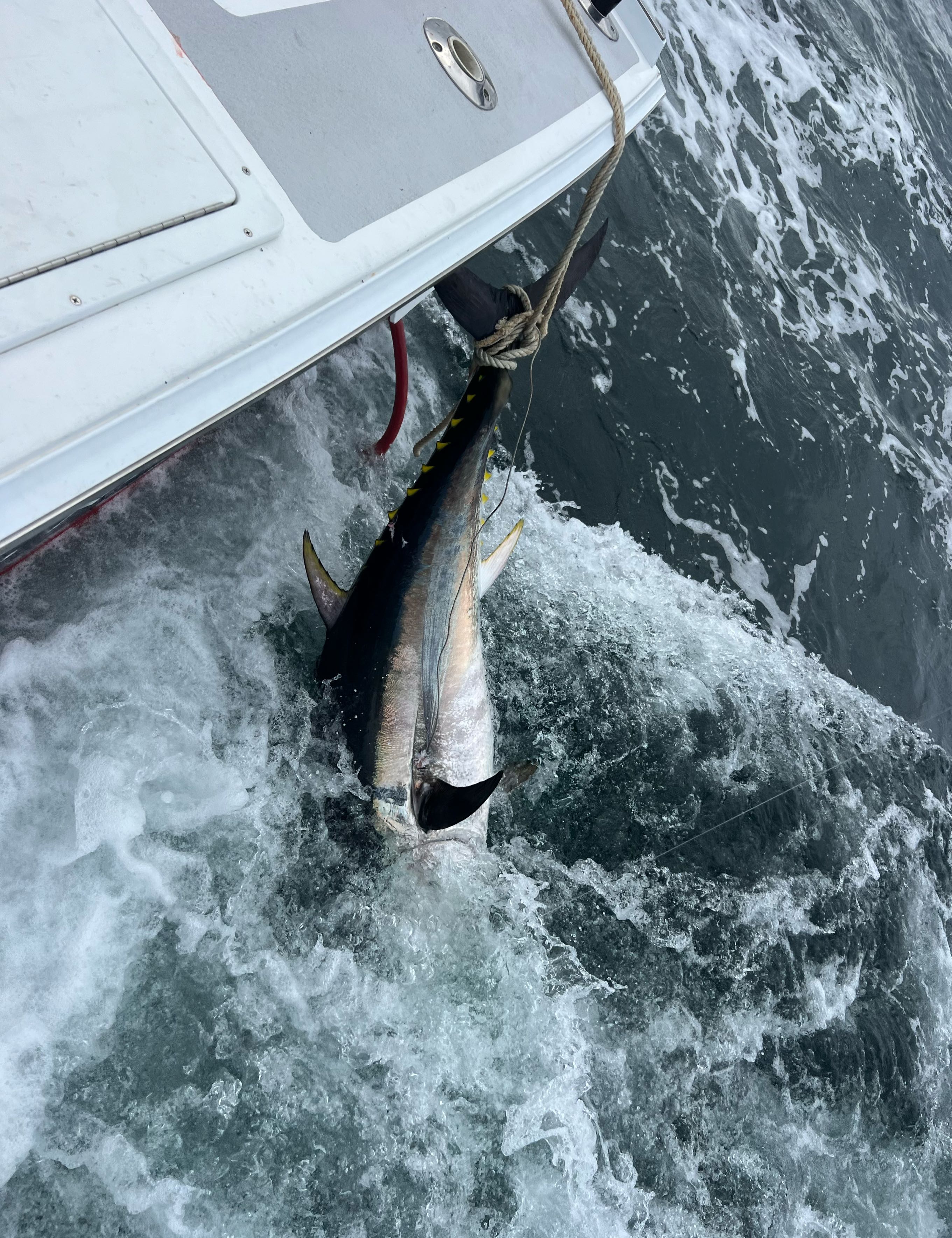 Yellowfin tuna fished in Syosset